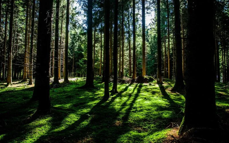 Pancia gonfia dopo cena: 7 piccole abitudini che fanno la differenza